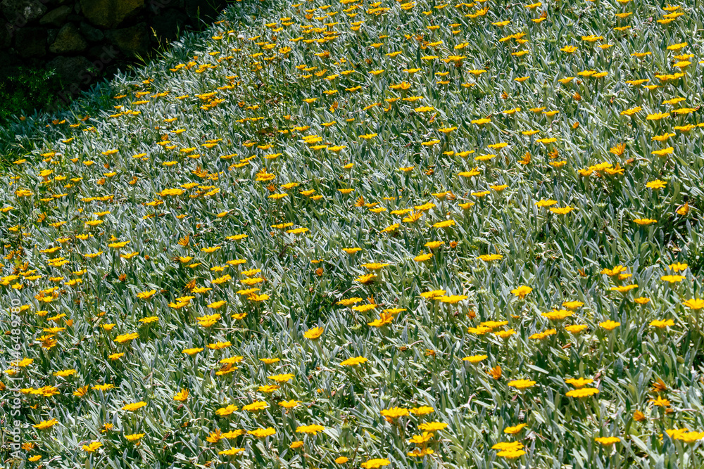 Gazania rigens pertenece a la familia Asteraceae Stock Photo | Adobe Stock