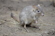 Bürstenschwanz-Rattenkänguru
