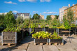 © Viesturs - Urban gardening - community garden in center of the city with raised beds. Urban Horticulture. Selective focus
