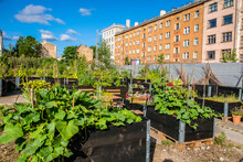Urban Gardening - Community Garden In Center Of The City With Raised Beds. Urban Horticulture. Selective Focus