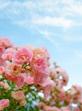 Pink La Fraicheur Climbing Rose Flower Growing In The Garden