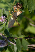 Locusts In Green Grass On The Background. Lilac Flowers. Macro