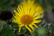 Yellow Blossom Of An Elecampane Flower