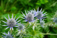 Sea Holly Blue Thistle Eryngium Flowers Growing In The Garden
