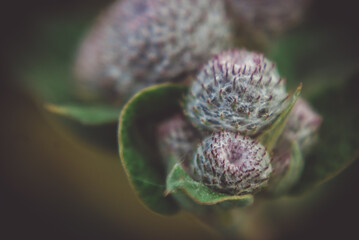 Poster - Selective focus shot of woolly burdock buds