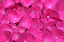 A Pink Hydrangea Blossom As A Close Up