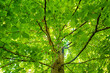 green beech forest background