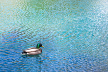 Male Mallard Swimming In A Turquoise And Blue Water At Grassi Lakes