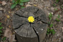 Regenerated Yellow Flowers On Dead Tree Stump