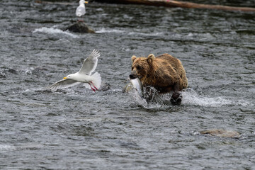 Wall Mural - Alaska Grizzly Bear - Ursus arctos gyas