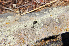 A Small Black Beetle On A Gray Stone Covered With Light Green Lichen