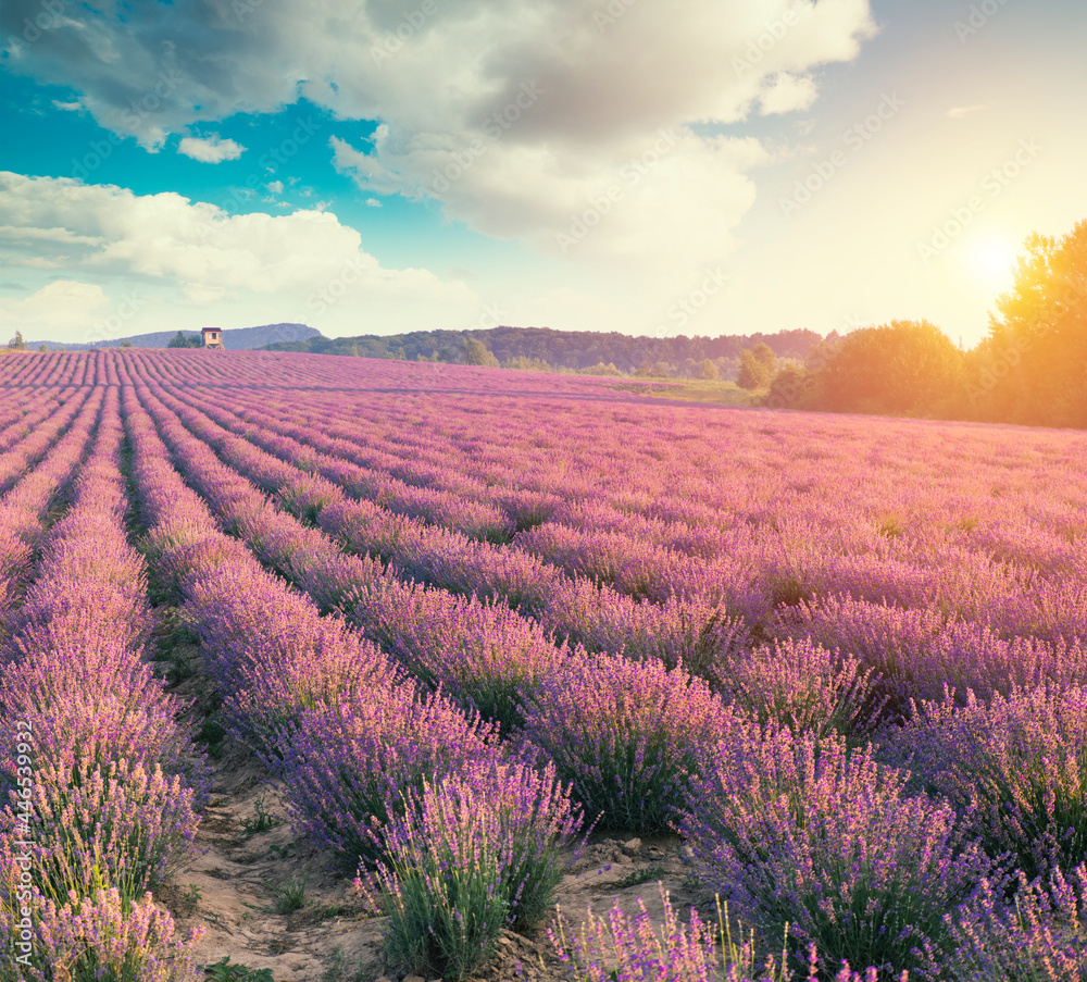 Violet lavender field in Provence. Lavanda officinalis - obrazy, fototapety, plakaty 