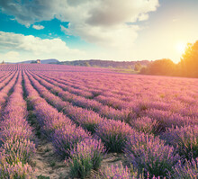 Violet Lavender Field In Provence. Lavanda Officinalis