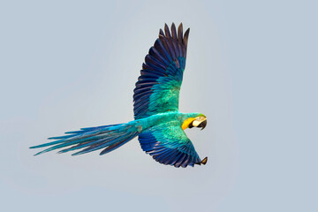 Macaw parrot fly in dark green vegetation. Scarlet Macaw, Ara macao, in tropical forest