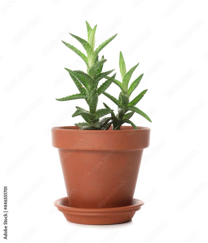 Houseplant in pot on white background
