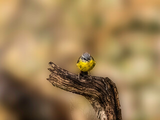 Sticker - Yellow Robin Head On Wide
