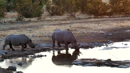 Wall Mural - Two black rhino drink from a waterhole at sunset in Etosha National Park, Namibia, Africa. Namibia currently boasts the largest population of black rhino in the world. 