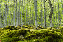 Deep Forest With Tall Trees Covered By Moss