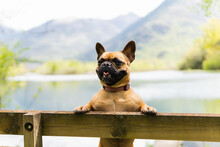Funny Dog Standing On Hind Legs Near Fence Against Mountain Range