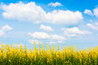 © Tanes - Landscape of sunn hemp flowers fields in full bloom.