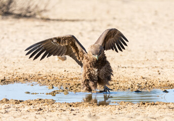 Canvas Print - Immature Bateleur Eagle