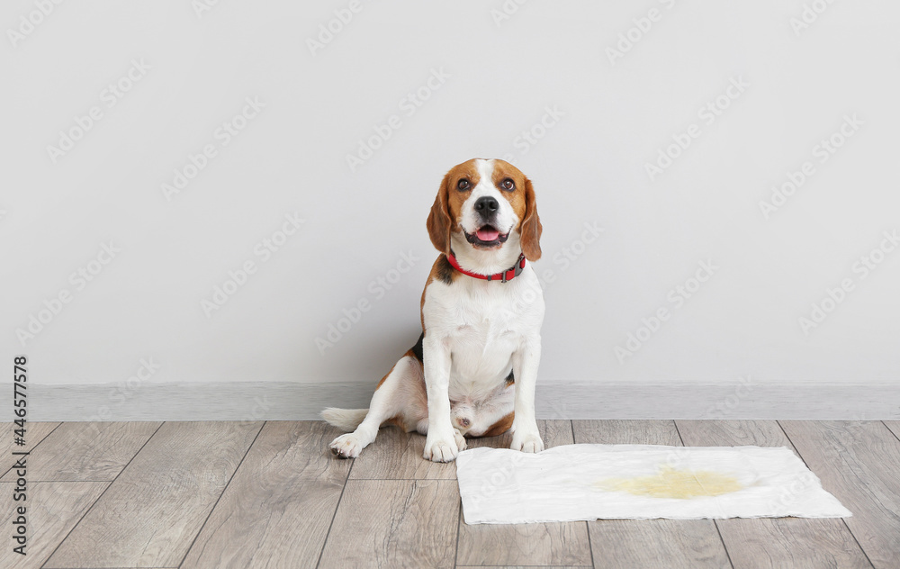 Cute dog near underpad with wet spot on floor - obrazy, fototapety, plakaty 