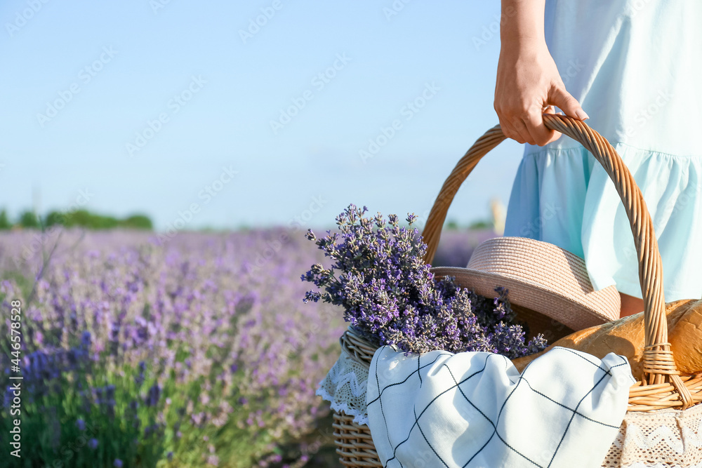 Beautiful young woman with picnic basket in lavender field - obrazy, fototapety, plakaty 