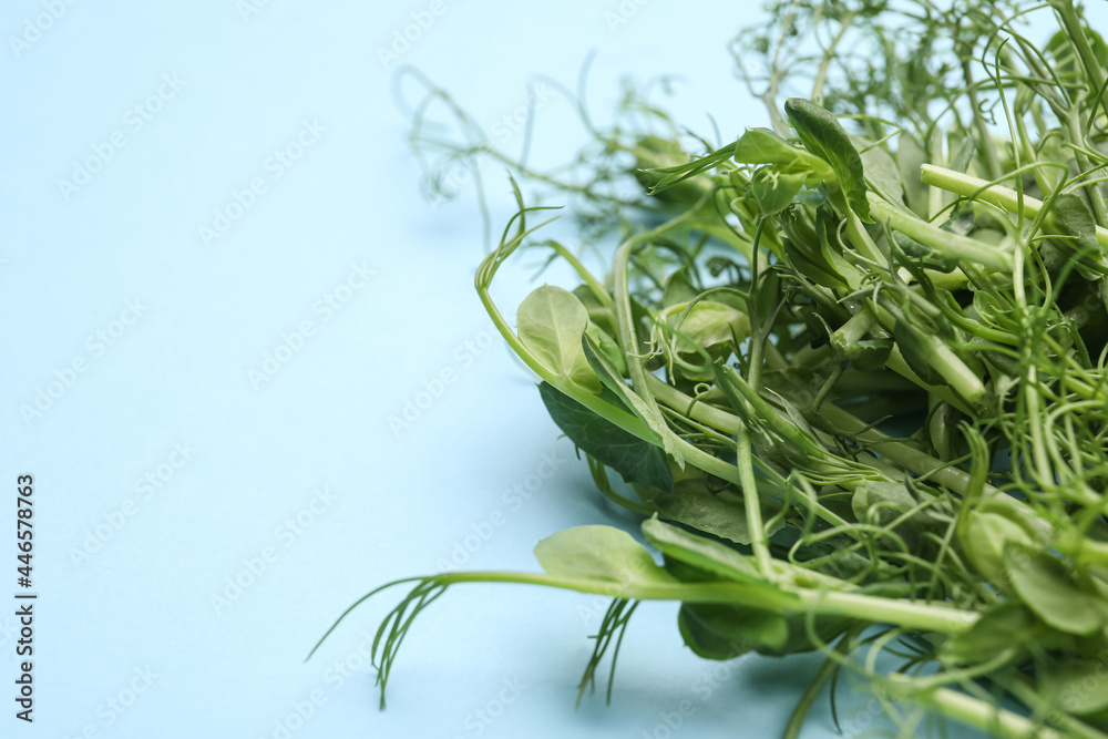 Fresh micro green on color background, closeup