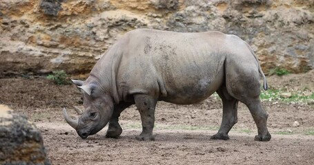 Poster - A black rhino walks in the savannah