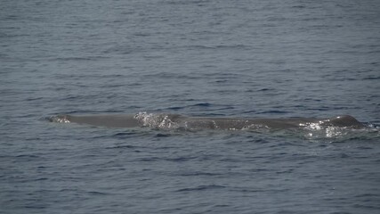 Wall Mural - Sperm Whale at sunset close up while blowing breathing relaxing on mediterranean sea surface