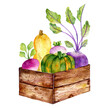 vegetables in a basket. Pumpkin beet root in wooden box. Autumn vegetables