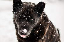 A Large Black Dog Sitting On A Snowy Winter Day.