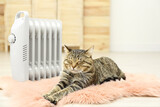 Fototapeta Sawanna - Cute tabby cat near electric heater at home