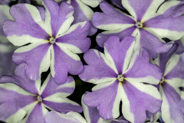 Wall Mural - Vervain in full blooming in Japan