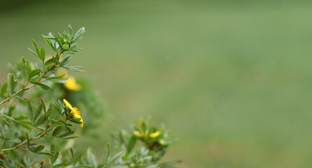 summer green background with a yellow flower in the corner. Copy space