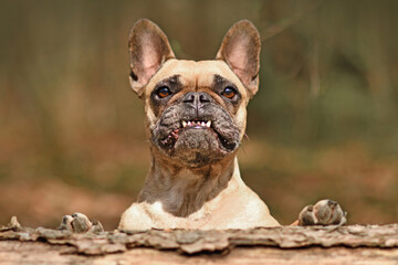 Wall Mural - Funny French Bulldog dog with overbite showing teeth looking over fallen tree trunk