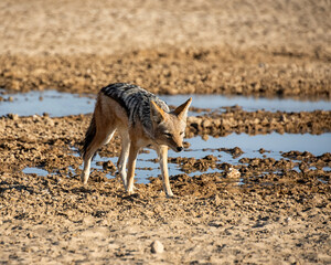 Wall Mural - Black-backed Jackal