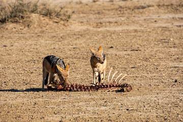 Sticker - Black-backed Jackals