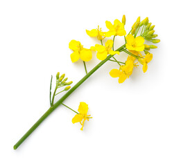 Wall Mural - Rapeseed Isolated On White Background Canola Flower