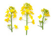 Rapeseed Flowers Isolated Over White Background