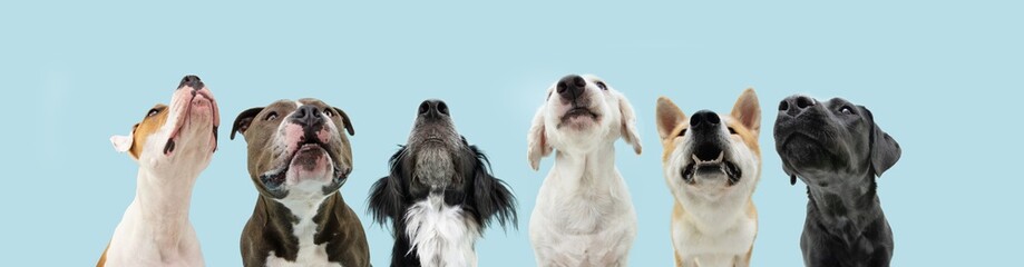 Banner six hungry dogs looking up begging food. Isolated on blue background