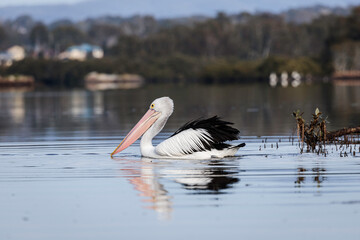 Australian Pelican, Moruya River, NSW, July 2021