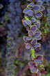 macro berberys thunberga purple leaves with green outlines