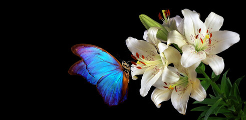 Aufkleber - bright blue tropical morpho butterfly on white lily flowers isolated on black