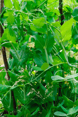 Naklejka na meble Green peas in pods harvest on the bed, natural organic pea sprouts in summer 