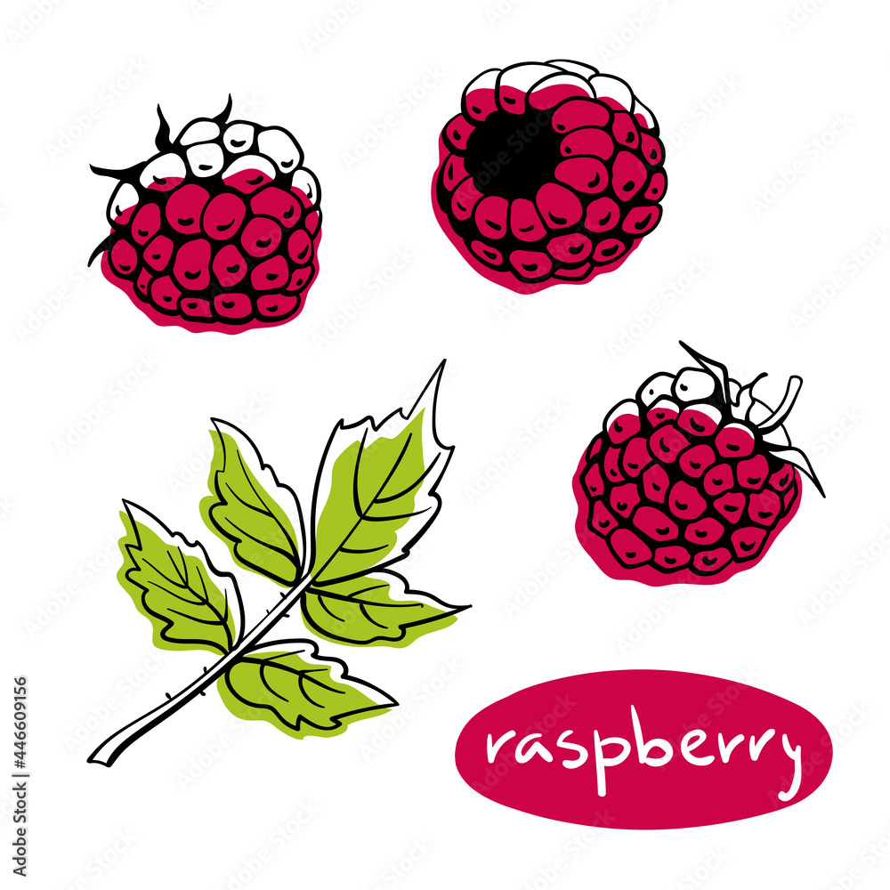 Multiple Raspberries Draw Raspberry. Colorful line sketch collection of fruits and berries ...