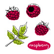 Raspberry. Colorful line sketch collection of fruits and berries isolated on white background. Doodle hand drawn fruits. Vector illustration
