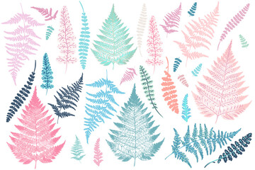 Poster - Collection of vector fern leaves tropical plants