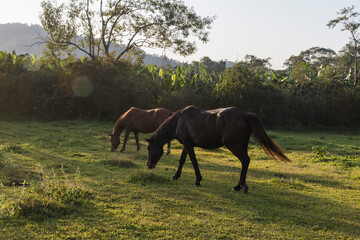 Two brown mares grazing in the farm field in the late afternoon. Sunlight reflection and lens flair.