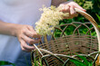 young woman herbalist gathers meadowsweet inflorescences in a basket, hands close-up